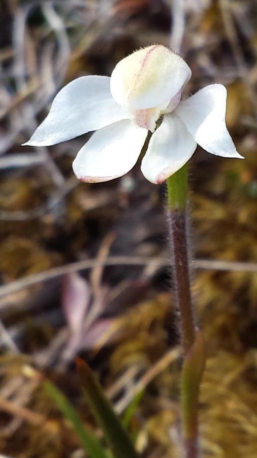 The Tussocks, อาเธอร์สพาส ภายนอก รูปภาพ